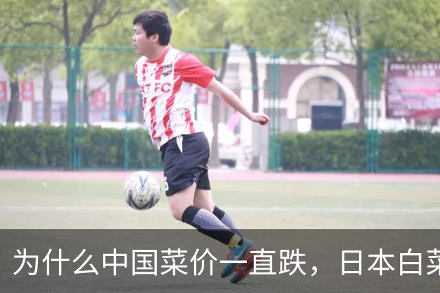 为什么中国菜价一直跌，日本白菜却涨到42元一棵？